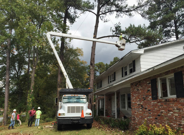 Leaf Removal in Bartlett, TN